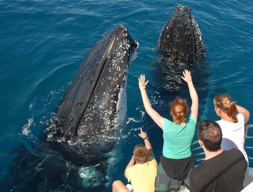Samana: Half Day Whale Watching Humpback Whale Watching - Timing, departures, and why 9:00 am can be a little flexible