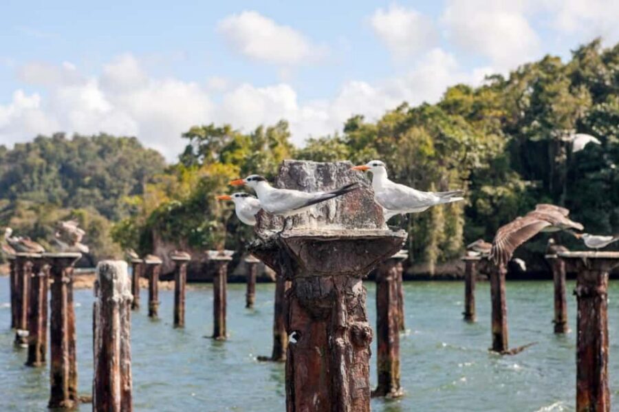 Samana: Los Haitises National Park & Caño Hondo Day Tour - Price and value: is $85 a good deal for this full day?