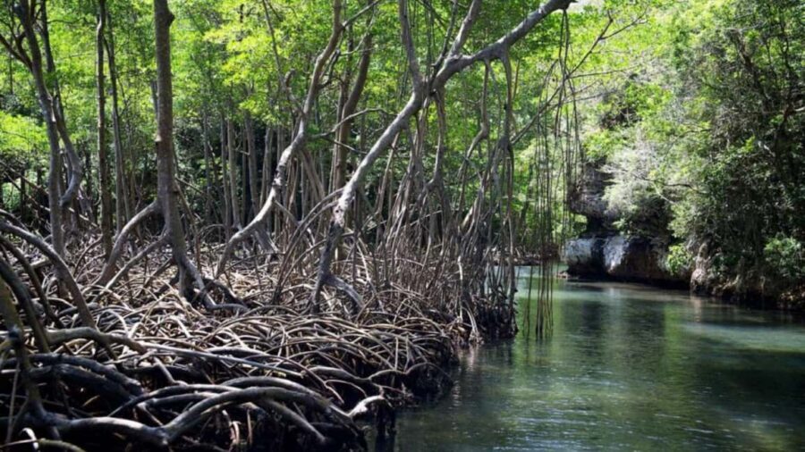 Samana: Los Haitises National Park & Caño Hondo Day Tour - Switching from ferry to land: the transfer that keeps the schedule realistic
