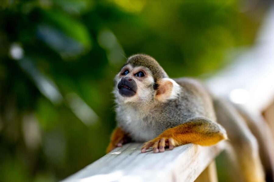 Samaná: Monkeyland and Open-Air Safari Truck Tour - Getting There: The Samaná City Starting Point
