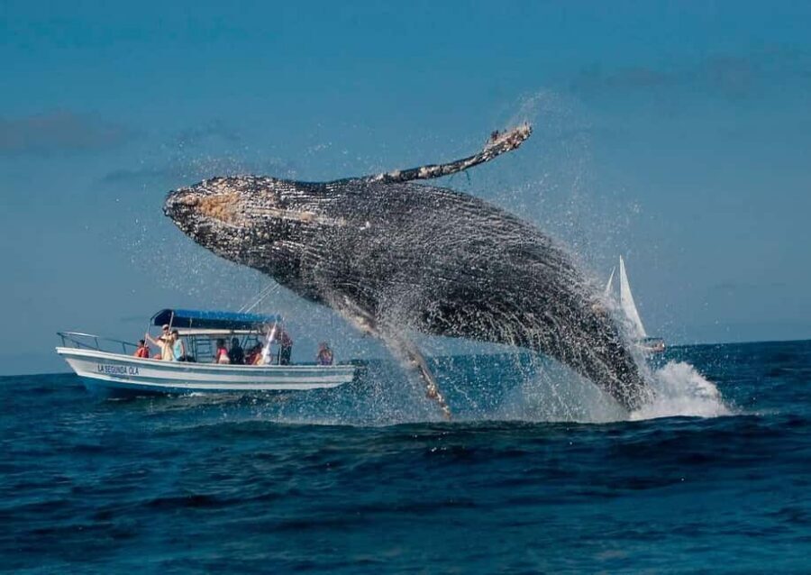 Samaná: Whale, Cayo Levantado, & Kayak in Samaná Bay Tour - Language and guides: what you should confirm before you go