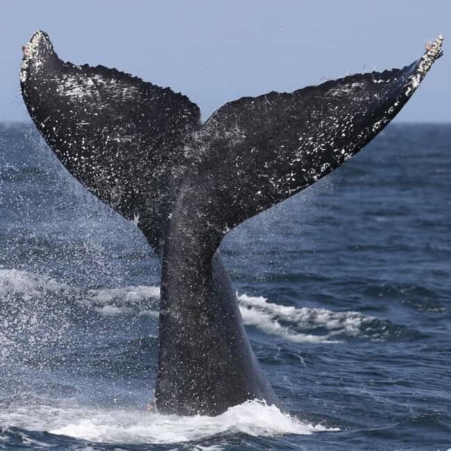 Samaná: Whale, Cayo Levantado, & Kayak in Samaná Bay Tour - The catamaran ride: comfort, pacing, and what to bring