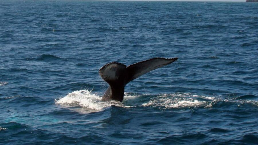 Samanà Whale Watching and Bacardi Island Tour From Bayahibe - Bayahibe to Samaná: how the day flows (and where it costs you time)