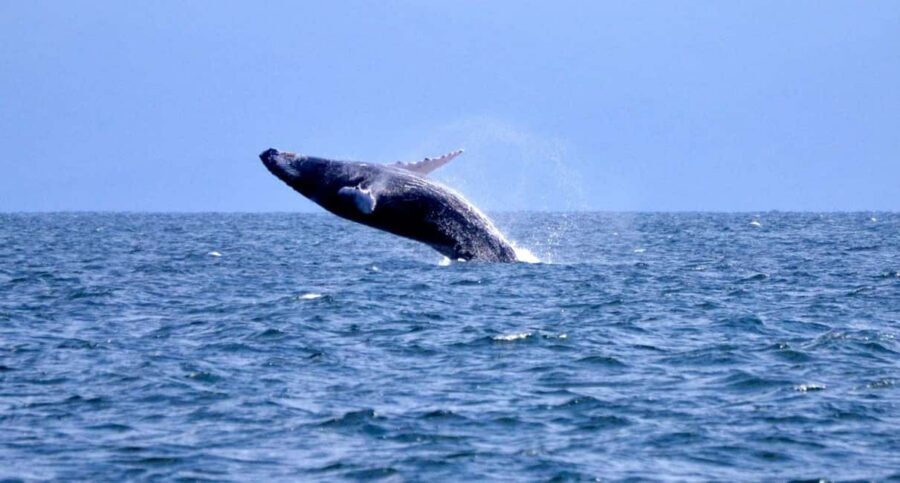 Samanà Whale Watching and Bacardi Island Tour From Bayahibe - Cayo Levantado (Bacardi Island): lunch, beach time, and what to do with it