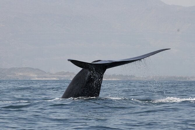 Samaná Whale Watching, waterfall & Cayo Levantado Adventure - Key things to know before you go