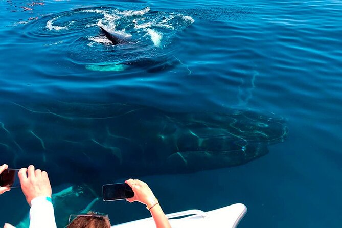 Samaná Whale Watching, waterfall & Cayo Levantado Adventure - Who this tour is best for (and who should skip it)