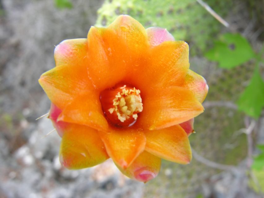 Santo Domingo: Natural Treasures of the City - FAQ