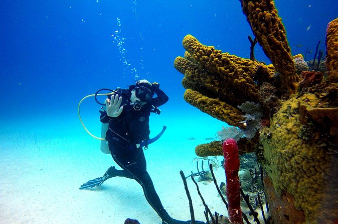 Saona Diving - Should you book this Saona scuba day?