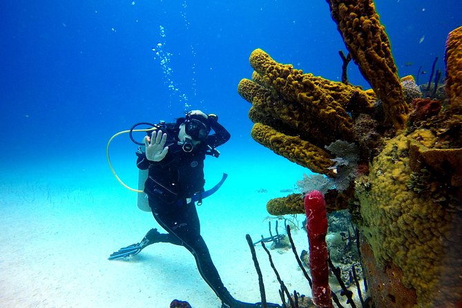 Saona Diving - Getting to the water: minivan comfort and a small-group pace