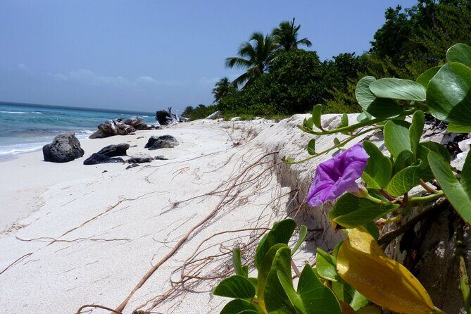 Saona Island Tour from Punta Cana with Lunch, Open Bar & Pickup - Timing, Group Size (Max 28), and How to Avoid the Common Friction