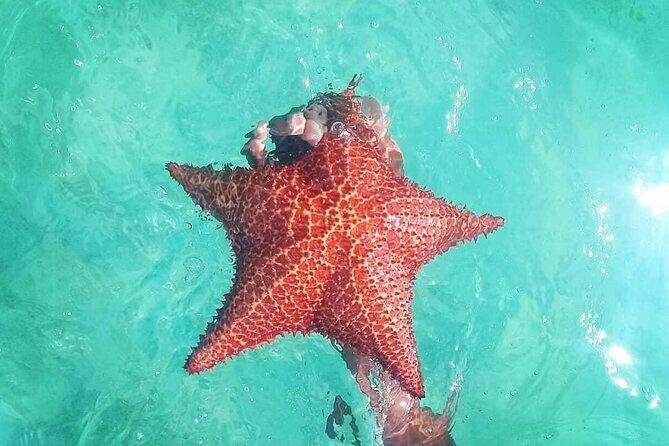 Saona Island Tour - Full Day from Punta Cana Buffet and drinks - Stop 2: Isla Saona’s shallow-water views (the main reason to go)