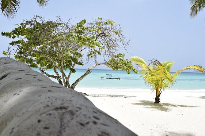 Saona Island Tour - Full Day from Punta Cana Buffet and drinks - The natural pool and boat ride: why this feels like a real outing
