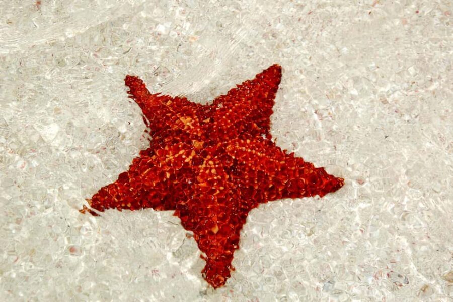 Saona Special Tour: 4 Beaches with Canto from Punta Cana - Natural Pool starfish stop: the shallow-water magic