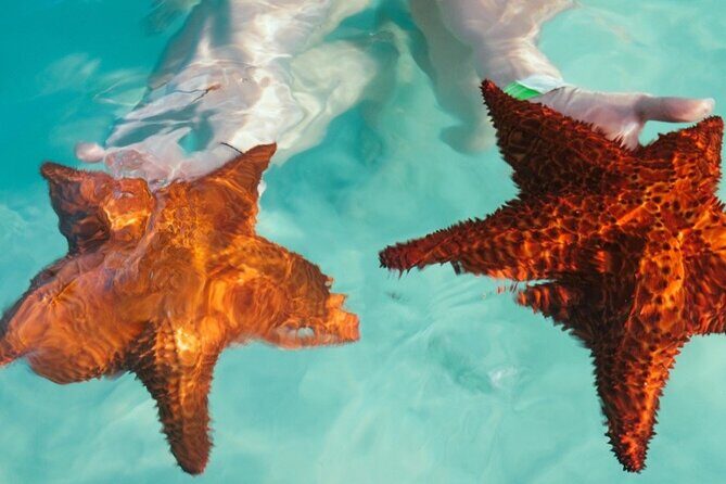 Saona VIP 3 Beaches, Natural Pool & Mano Juan Turtle Sanctuary - Timing, Pickup, and What to Do If Your Driver Moves Fast