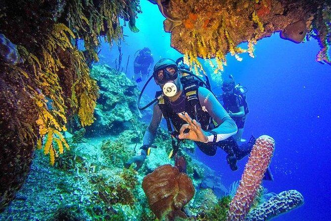 Scuba Diving at Catalina Island - 2 tank | 2 spots - The Wall: deeper reef gardens and critters at 33 to 99 feet