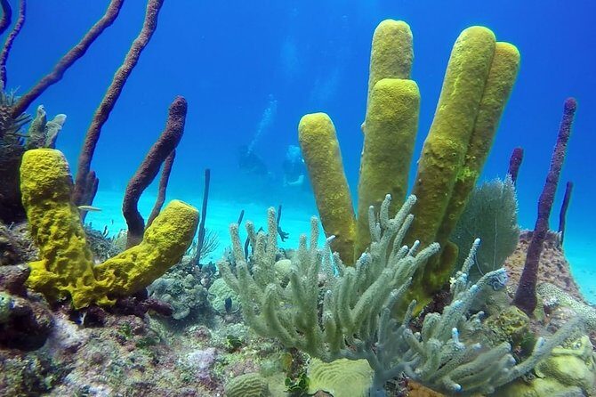Scuba Diving at Catalina Island - 2 tank - for Certified Divers - The Wall: coral gardens with deeper potential (33–99 ft)