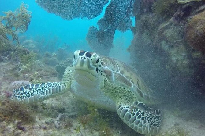 Scuba Diving at Catalina Island - 2 tank - for Certified Divers - What the PADI-led experience actually feels like