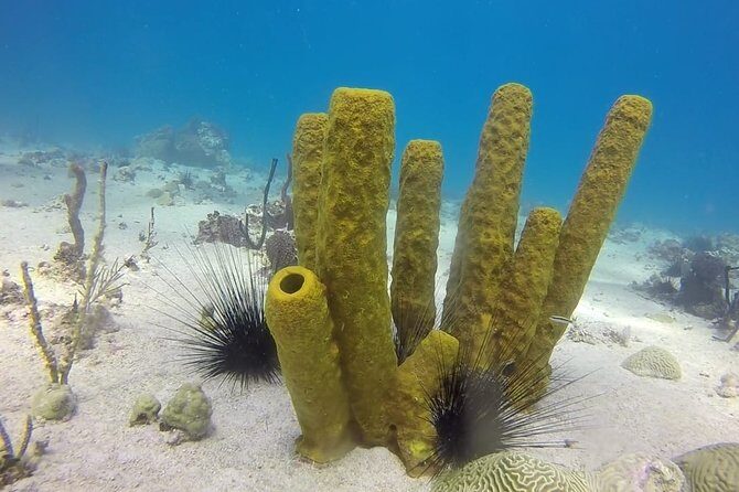 Scuba Diving at Catalina Island - 2 tank - for Certified Divers - Lunch and the open bar: why the beach part matters