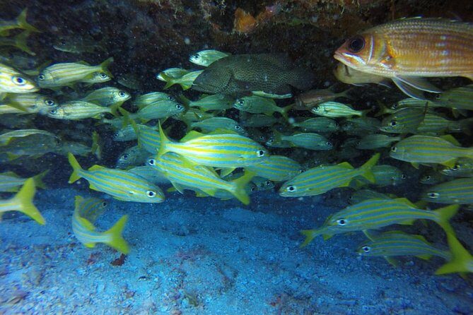 Scuba Diving at Catalina Island - 2 tank - for Certified Divers - Price and value: is $189.99 worth it?