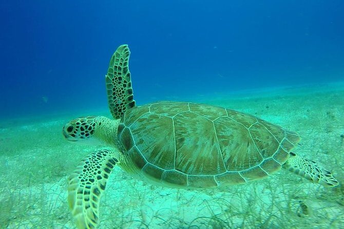 Scuba Diving at Catalina Island - 2 tank - for Certified Divers - Practical tips for a smoother morning