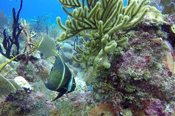 Scuba Diving at Catalina Island - 2 tank - for Certified Divers - Getting to La Romana and where the day can shift