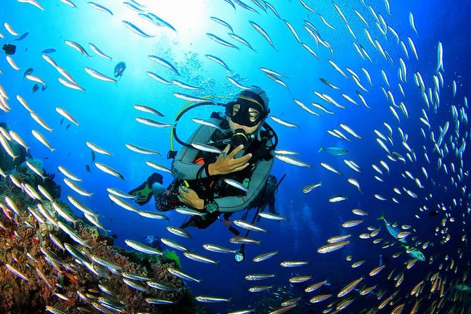 Scuba Diving on Catalina Island | 2 tanks, 2 spots - The two-tank plan: Aquarium, then El Muro Wall