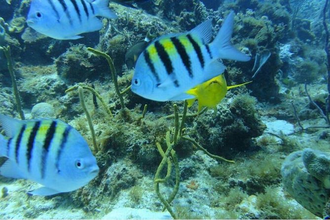 Scuba Diving on Catalina Island | 2 tanks, 2 spots - Weather, timing, and how to plan your day around it