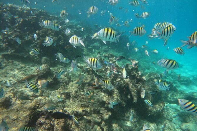 Short Excursion 4-Hour Party Catamaran and Snorkeling - Getting to Sosua: What the Plan Means for Your Time