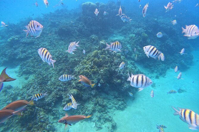 Short Excursion 4-Hour Party Catamaran and Snorkeling - Price Versus What You Get: The $75 Value Equation