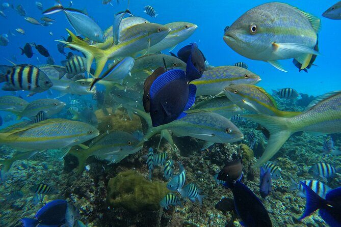 Short Excursion 4-Hour Party Catamaran and Snorkeling - Reef Time With a PADI-Certified Guide