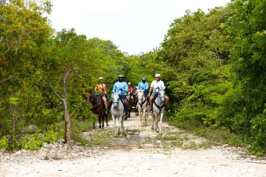 Swim Horse fom Punta Cana - The 4-Hour Flow: Hotel Pickup, Forest Ride, Spring Water, and Back Again