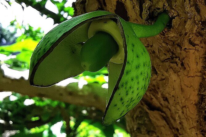 Taino Valley Tropical Park Puerto Plata Tubagua - How long 4–5 hours works in real life