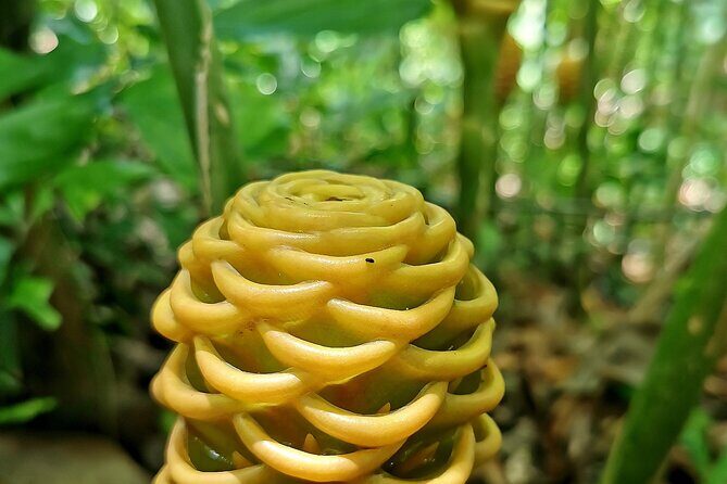 Taino Valley Tropical Park Puerto Plata Tubagua - Pickup, group size, and the feel of the day