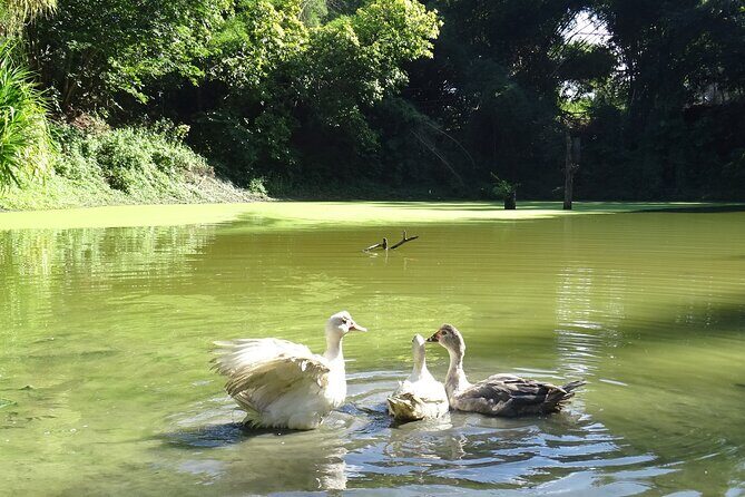 Taino Valley Tropical Park Puerto Plata Tubagua - The forest water and the fish-pond moment
