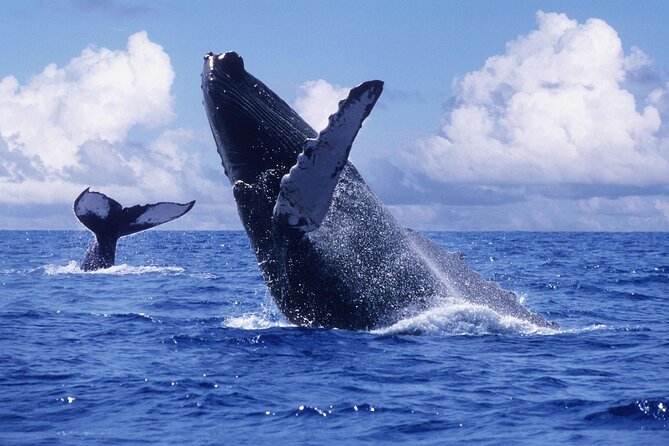 Tour with Whale Watching in Samaná, Beach and Waterfall - Why winter whale watching in Samaná matters