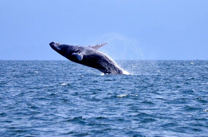 Tour with Whale Watching in Samaná, Beach and Waterfall - Lunch, comfort, and what to pack for this kind of day