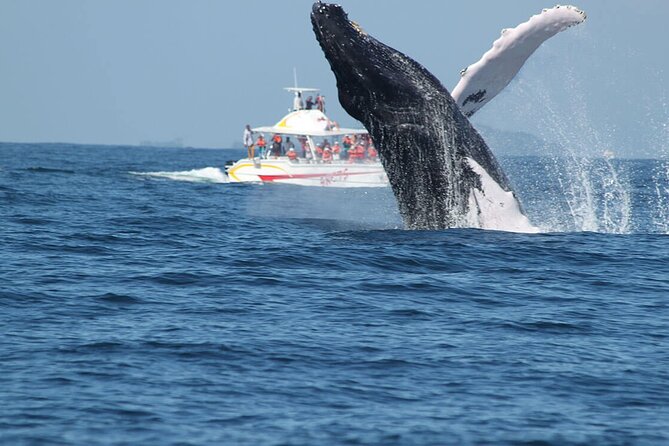 Tour with Whale Watching in Samaná, Beach and Waterfall - Price and value: is $115 worth it?