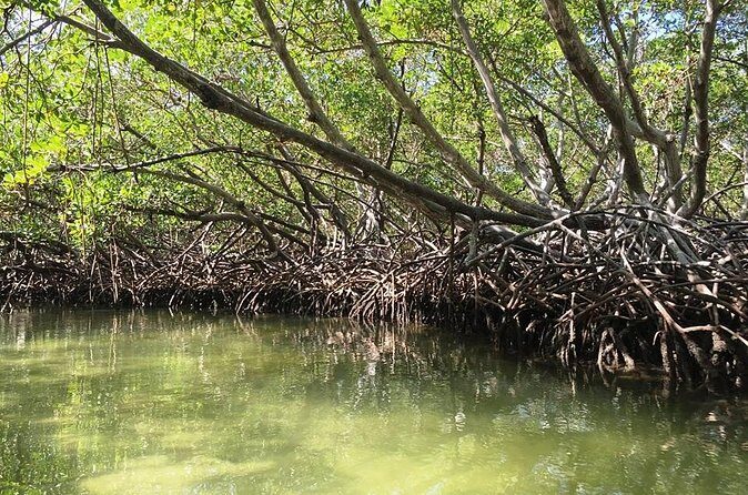 VIP tour to Paradise Island & The Mangroves - Estero Hondo: The Manatee Look on the Return Drive