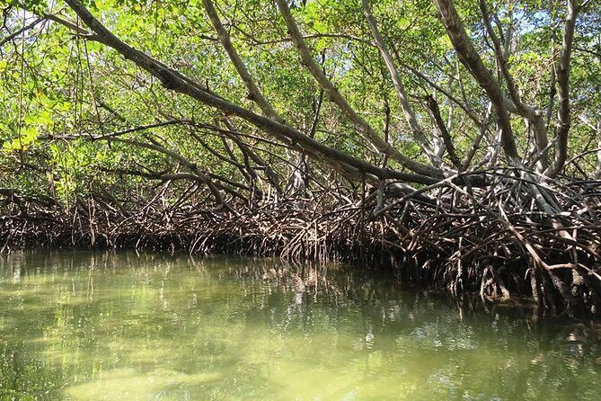 VIP tour to Paradise Island & The Mangroves - What Makes It Feel VIP (Even Without Overpaying)