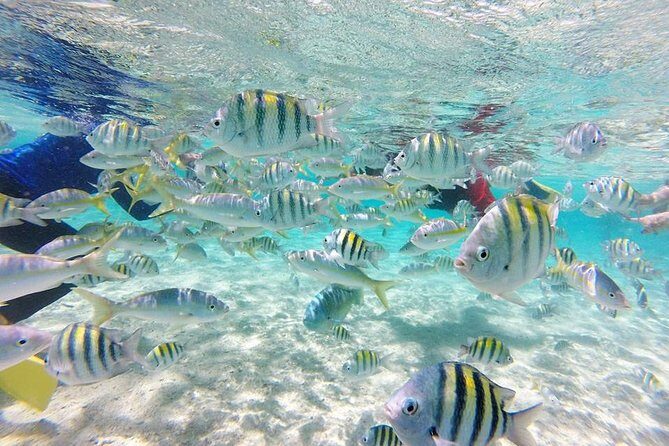 VIP tour to Paradise Island & The Mangroves - Cabarete to Punta Rucia: The Ride That Gets You There Fast