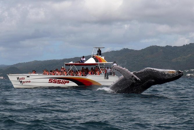 Whale watch tour from Santo Domingo with Bacardi Island and lunch included - Key highlights to know before you go