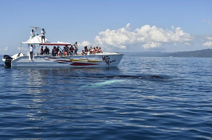 Whale watch tour from Santo Domingo with Bacardi Island and lunch included - The boat ride in Samana Bay: how to make whale time count