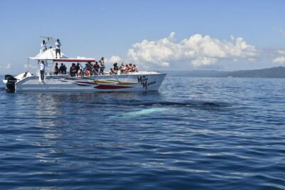 Whale watch tour from Santo Domingo with Bacardi Island and lunch included - Stop 1: Santa Barbara de Samaná for a quick sense of place