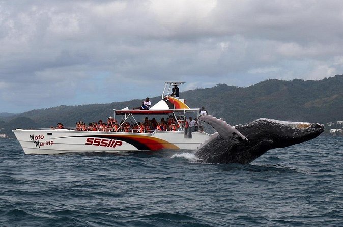 Whale watch tour from Santo Domingo with Bacardi Island and lunch included - Cayo Levantado, aka Bacardi Island: lunch and beach recovery