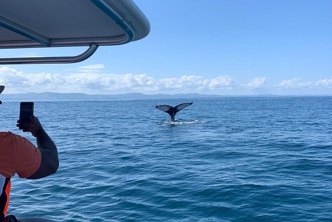 Whale watch tour from Santo Domingo with Bacardi Island and lunch included - Food, drinks, and the real value of $229.95