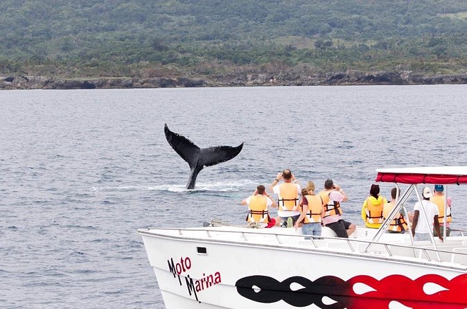 Whale watch tour from Santo Domingo with Bacardi Island and lunch included - Guide and driver quality can make or break the vibe