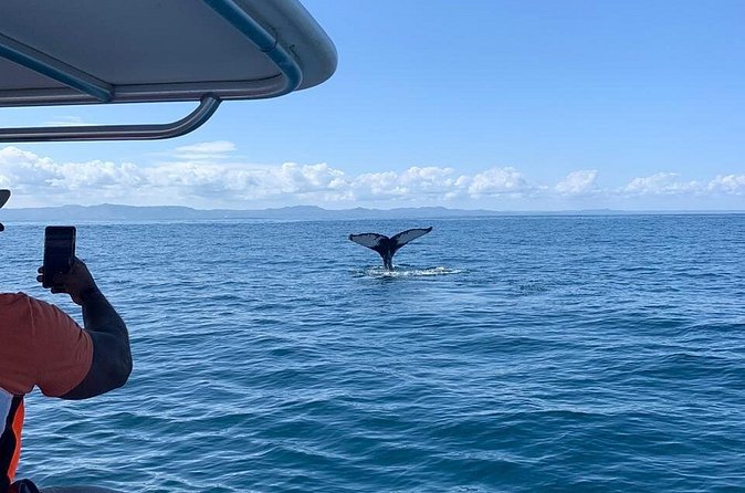 Whale watch tour from Santo Domingo with Bacardi Island and lunch included - Who should book this whale watch and Bacardi Island day