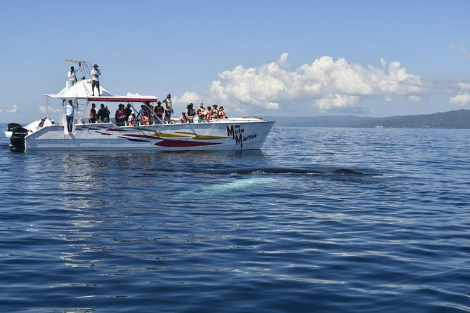 Whale watch tour from Santo Domingo with Bacardi Island and lunch included - Stop 1: Santa Barbara de Samaná for a quick sense of place