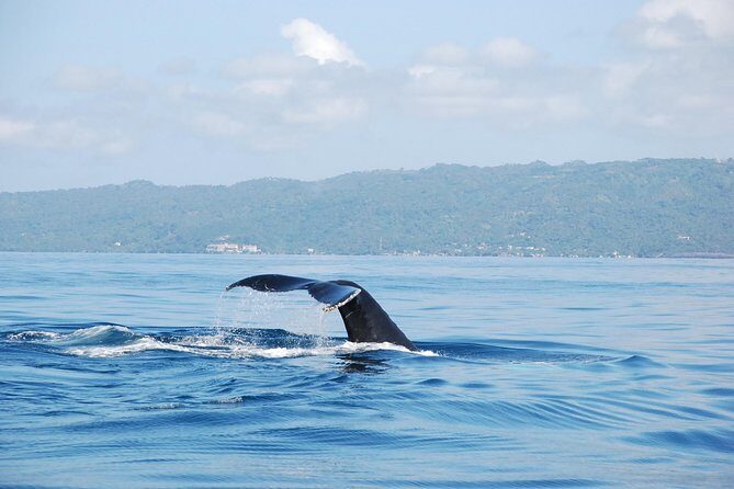 Whale Watching and Bacardi Island day trip from Punta Cana - The boat ride to the whale zone: why catamarans are a smart choice