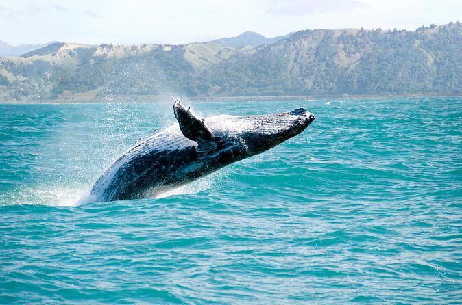Whale Watching and Bacardi Island day trip from Punta Cana - Hotel pickup and the early start: plan your day like a pro